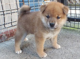 柴子犬の画像