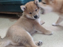 柴子犬の画像