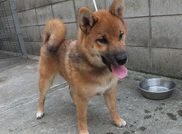 柴子犬の画像