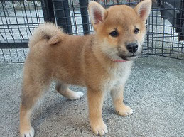 柴子犬の画像