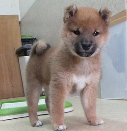 柴子犬の画像