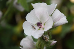 Guimauve fleur, douceur pour la peau et pour la gorge