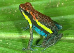 Especie de anfibio de Yasuní