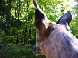 Hunde, die nicht gelernt haben, Wild nur zu beobachten, bleiben an der Leine!