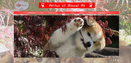 Japan Akita, Hund, Zucht, Hundezucht, Bianca Riemer, Hessen, of-Minami-no, Akita Club e.V.