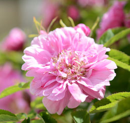Duftende Rose im Kaisergarten