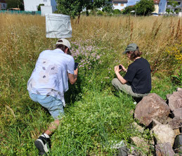 FÖJ/BFD auf einer Insektensafari