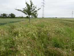 Blühwiese im Lingfeld/Berkach