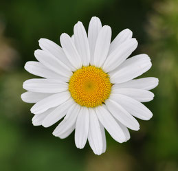 Marguerite commune, 2010 [Licence Creative commons]