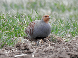 rebhuhn-foto-volker-saß-nabu-naturgucker