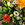 Gärtnerei/Blumenladen - Blumen Rickenbach e.K. - Blumen ... Sonntags an verschiedenen stellen blumen kaufen.