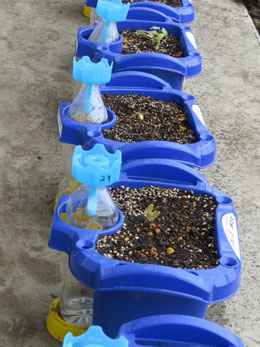 アサガオを育てる一年生の鉢植え