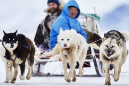 イルリサットとカンゲルルススアーク 6泊7日 アルバトロス トラベル 北極 南極クルーズ