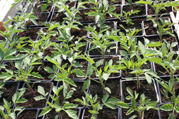 Tomatoes in the greenhouse ...