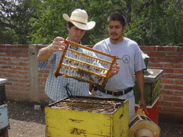 Production des cellules royales au Mexique 