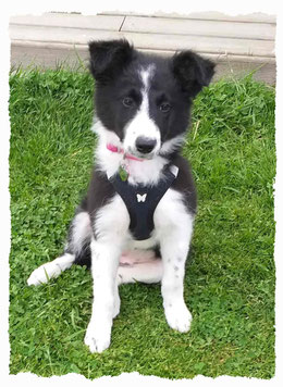 Chiot Border Collie à l'école pour chiots à Dax