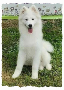 Chiot Samoyède à l'école pour chiots à Dax