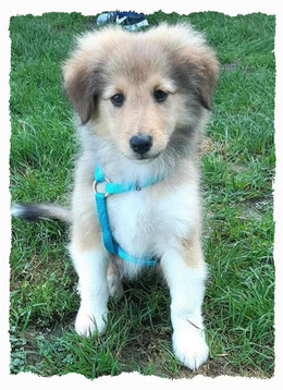 Chiot Berger de Shetland à l'école pour chiots à Dax