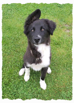 Chiot Border Collie à l'école pour chiots à Dax