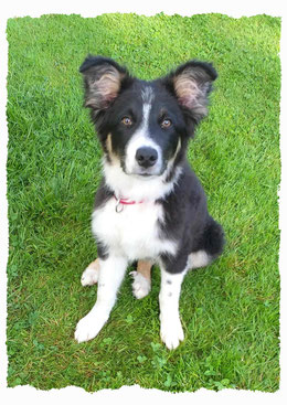 Chiot Border Collie à l'école pour chiots à Dax