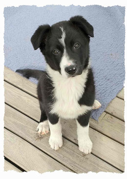 Chiot Border Collie à l'école pour chiots à Dax