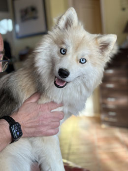 Chiens Rares A Vendre Sandra Elevage Pomsky Pomeranian Chiens Rares A Vendre Sandra Elevage Pomsky Pomeranian