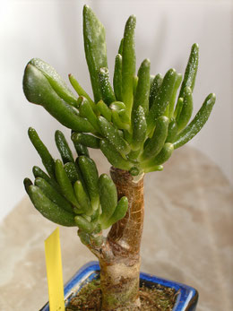 Crassula obtusa monstrosa - Kakteen und Sukkulente im Pflanzenterrarium