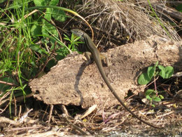 LAGARTIJA COLILARGA (Psammodromus algirus). Travesía del Aljibe, P. N. Los Alcornocales