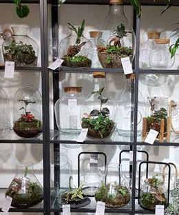 Blumengeschäft Wien Extras _ Terrarium