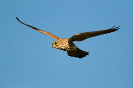 Turmfalke (Falco tinnunculus) 