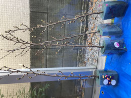 プレスクール保育園でのお花と工作の授業