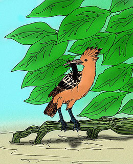 Imagen 2. Ilustración de Upupa antaios