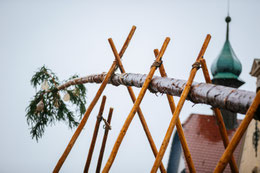 Der Narrenbaum wird gesetzt