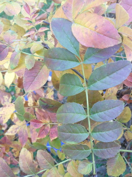 Herbstfärbung einer Esche Fraxinus