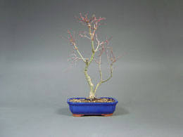 Fächerahorn / Acer palmatum, Bonsai Import aus Korea, Winter