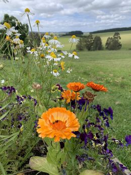 Chamomile growing with cottage flowers.