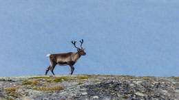 naturfoto-bombachs Webseite!