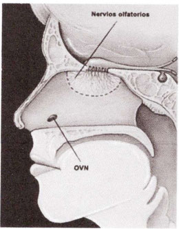 図1.　OVM（鋤鼻器）　