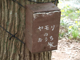 ●「ヤモリのおうち」です。井の頭自然文化園の本園（動物園）で見つけました。ヤモリは見当たりませんでした。