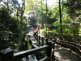 武蔵国分寺公園の南側にある国分寺崖線（はけ）の坂を下ると写真の「お鷹の道」があり、湧水の流れに沿って歩くと、ラリーポイントの「おたカフェ」に到着です。