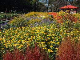 ●江戸東京たてもの園のある小金井公園の花壇。秋の草花でにぎやかでした。