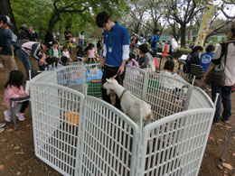 ●府中の森公園で行われた「どうぶつふれあいフェスタ」で出会ったヤギです。こどもたちの人気者でした。