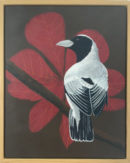 "Black-Faced Cuckooshrike" 45cm x 55cm Acrylic on canvas, pinewood frame $300 (excluding freight)