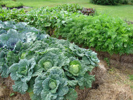 Growing in straw and hay bales