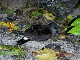 Wedge-tailed shearwater with GPS device on Heron Island.