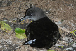 Adult Wedge-tailed shearwater