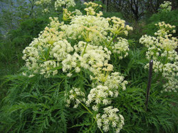 ANGELICA SYLVESTRIS (ANGELICA SELVATICA)