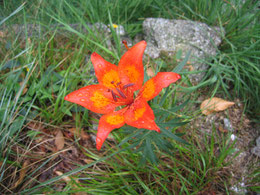 LILIUM BULBIFERUM (GIGLIO DI SAN GIOVANNI)