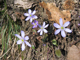 HEPATICA NOBILIS (ANEMONE EPATICA)