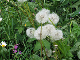 TARAXACUM ALPINUM (SOFFIONE)